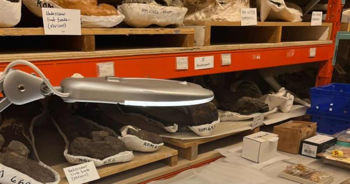 Ontario researchers solve mystery behind Toronto’s ‘subway deer’ after nearly 50 years - CTV News