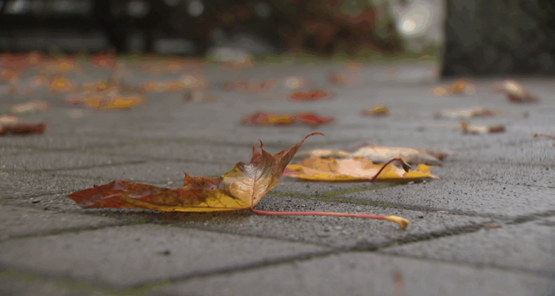 Powerful fall storm to hit B.C.'s South Coast