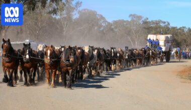 Mega-team of heavy horses sets world record at Good Old Days Festival