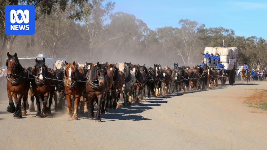 Mega-team of heavy horses sets world record at Good Old Days Festival