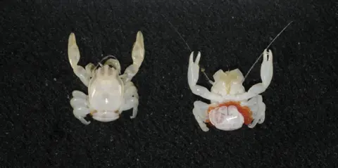 CSIRO/Cindy Bessey Two pale, semi-transparent crabs pictured on a dark background