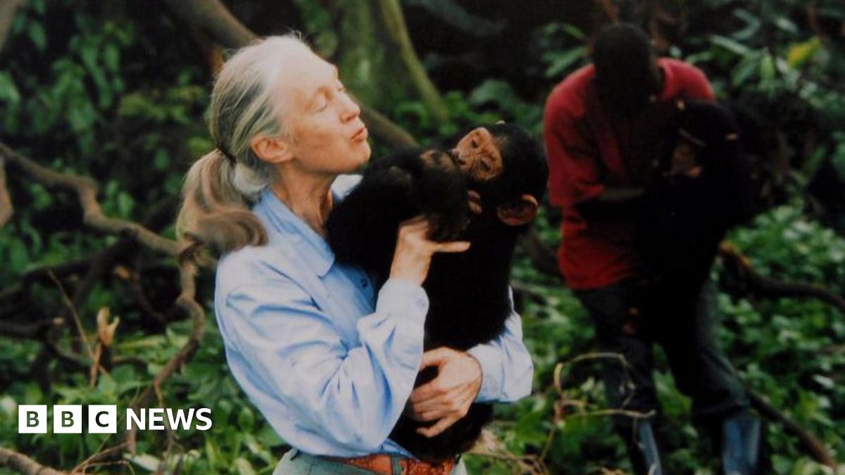 Jane Goodall, chimpanzee expert and animal rights campaigner, dies age 91 - follow live