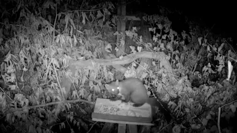 Two Moors Pine Marten Project A night vision photograph of a cat-sized mammal 