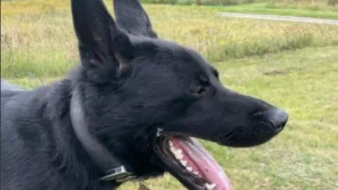 LDRS PD Kilo has dark black fur