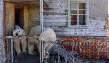 Photos show polar bears making themselves at home at abandoned Russian research station