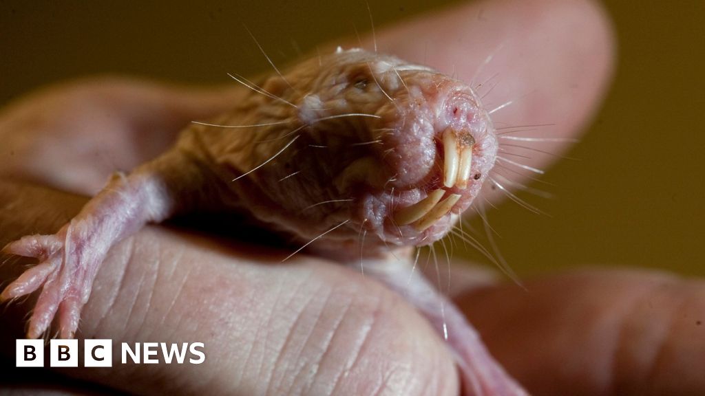Naked mole rats reveal genetic secret to long life