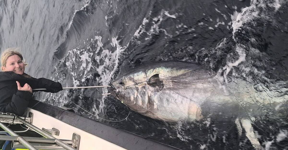 Biggest fish ever caught in Ireland hooked off coast of Donegal