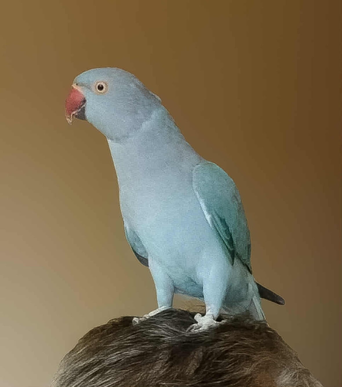 A blue parrot