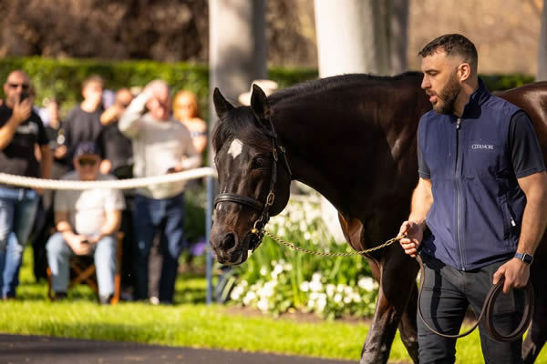 Dual Cox Plate winner So You Think passed away this week.