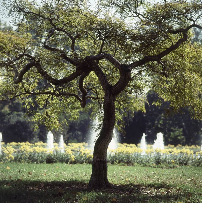 A tree in the Jacqueline Kennedy Garden, at the White House.