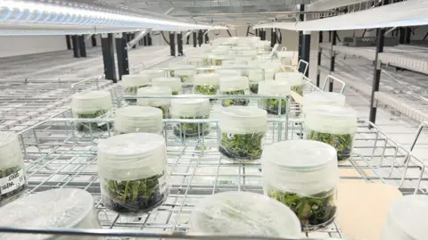 Green date plants in dozens of small circular plastic containers in a long line. They are sat in a lab, with lighters running above them.