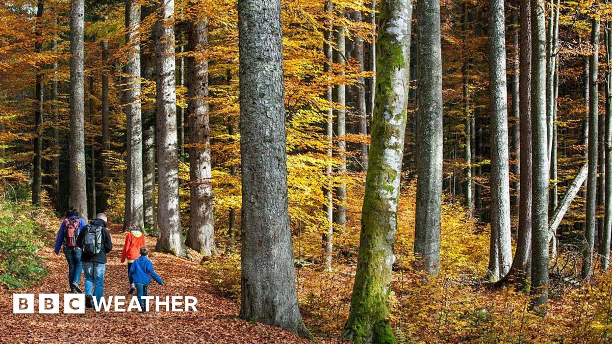 A family walking through a forest in autumn with brown leaves on the ground