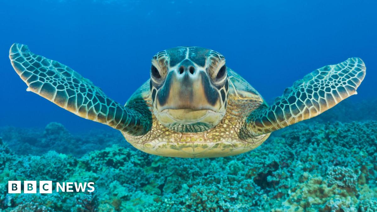 The image shows a sea turtle swimming gracefully underwater, facing the camera with its flippers extended. Beneath the turtle, a coral reef is visible, set against the vibrant blue of the ocean.