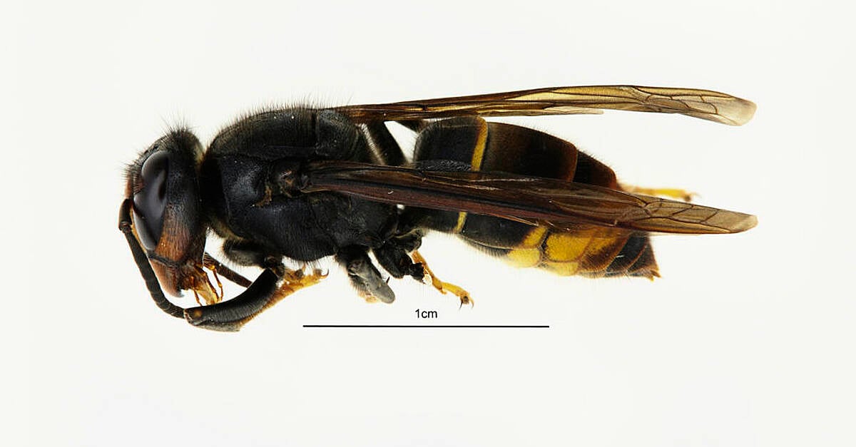 Call for ‘vigilance’ after first confirmed sightings of Asian hornets in NI