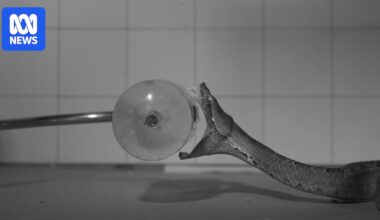 High-speed cameras capture how venomous snakes bite