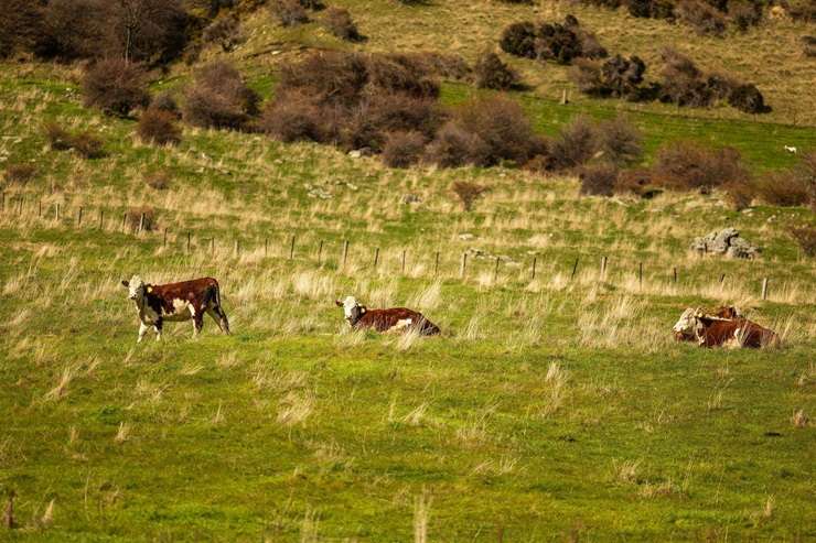 Queenstown’s Cecil Peak Station offers 13,400ha of leasehold and freehold land on Lake Wakatipu and is on the market for the first time since 1991. Photo / Supplied