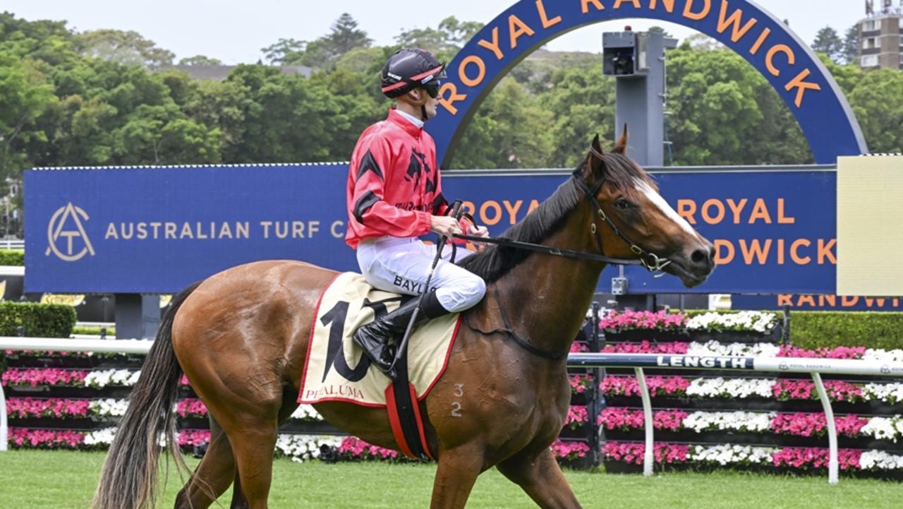 Apocalyptic was an eye-catcher when second behind Gallo Nero at her debut at Randwick on December 28. Picture: Bradley Photos