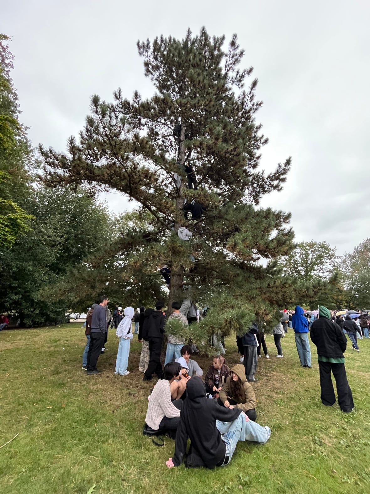 A tree full of young people sitting on the branches.