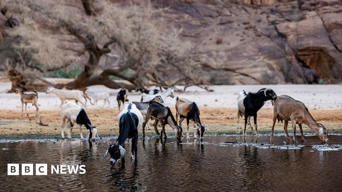 Goats drink water in Chad's Ennedi Natural and Cultural Reserve