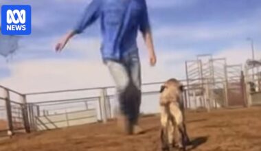 Broken Hill man wins appeal of sentence for animal cruelty offences