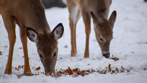 Nearly 100 deer found dead in Grand Forks, B.C. as epizootic hemorrhagic disease confirmed