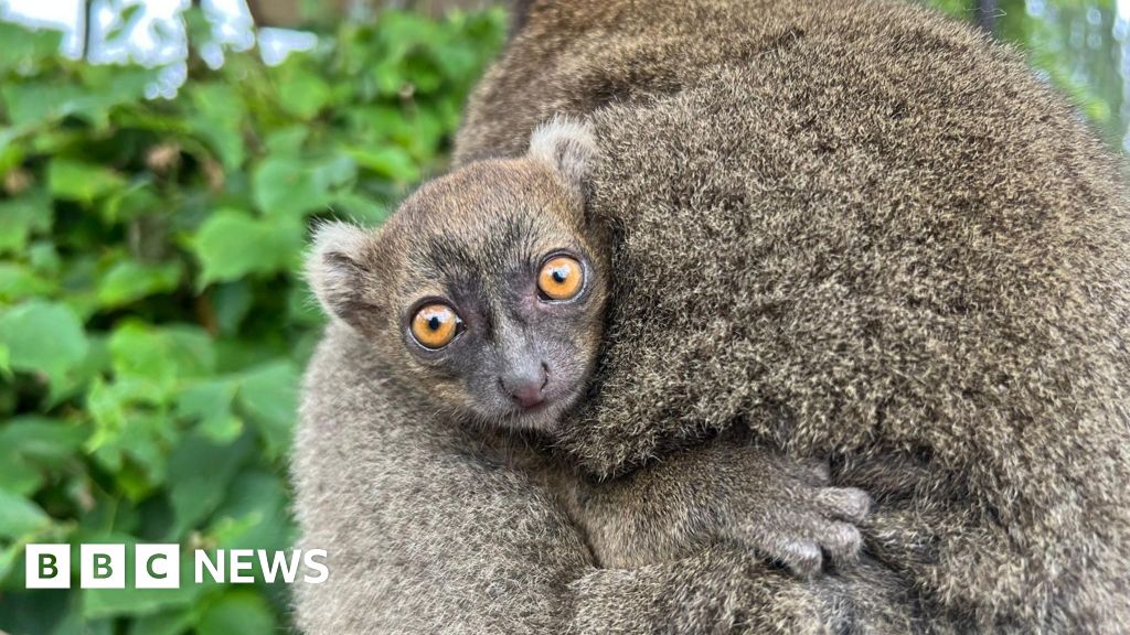Cotswold Wildlife Park saw more then 500 births this year