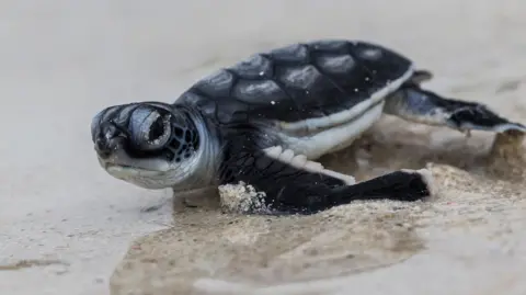 Getty The image shows a baby sea turtle on a sandy beach near the water’s edge, heading toward the ocean, soon after hatching.