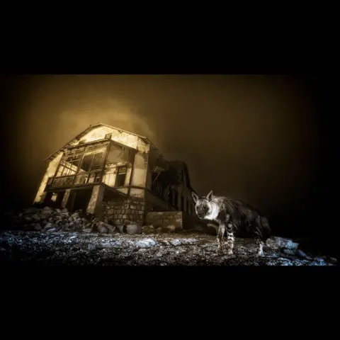 Wim van den Heever Brown hyena standing near the ruins of an abandoned diamond mining building in dusty light.