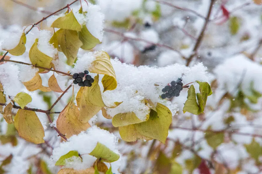 Storm system forecast to hit parts of Saskatchewan this weekend
