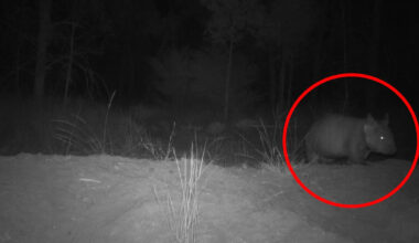 Cameras capture one of the 'rarest mammals in the world' in Queensland bushland