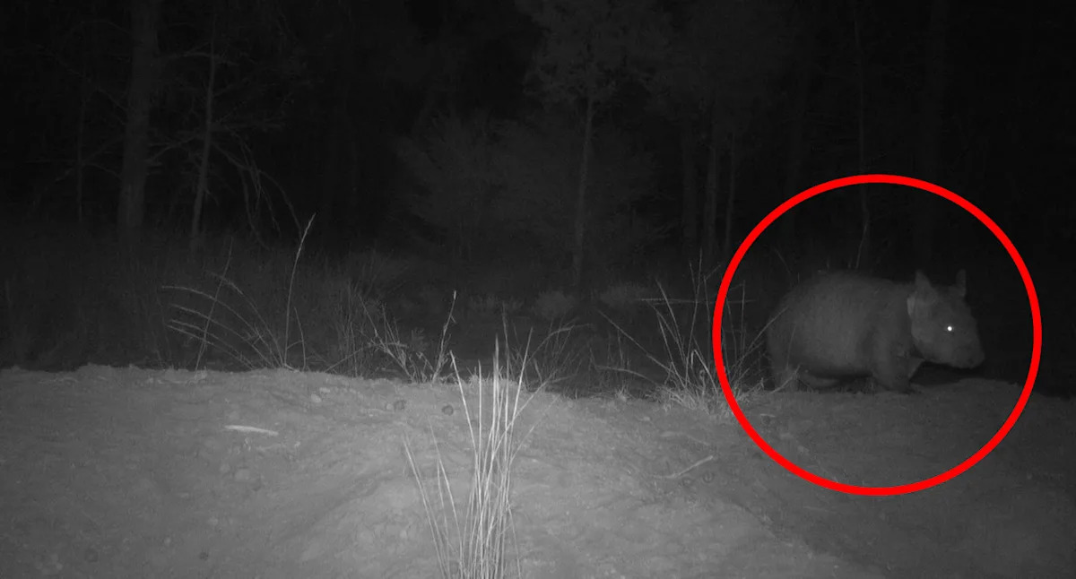 Cameras capture one of the 'rarest mammals in the world' in Queensland bushland