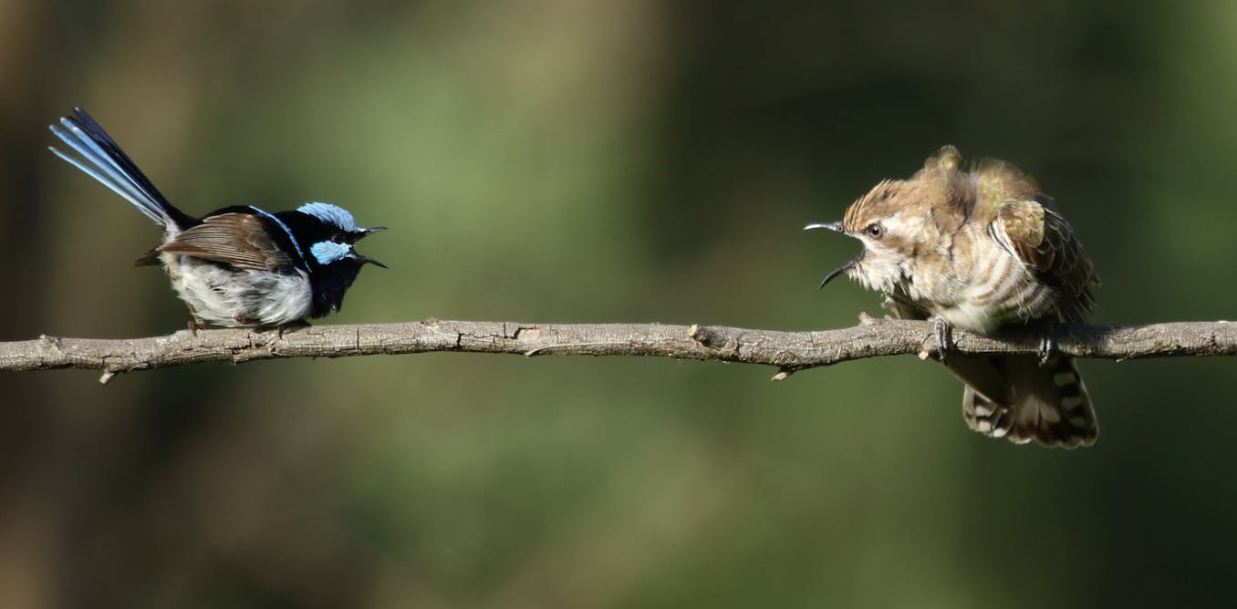 Birds all over the world use the same sound to warn of threats