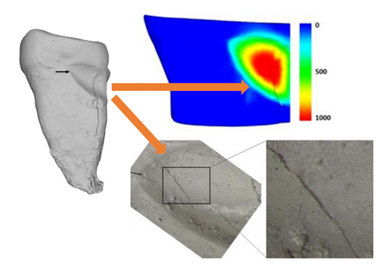 Orangutan tooth 3D models and microwear analysis