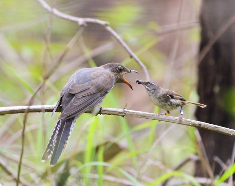 A small bird on a branch feeding another bird.