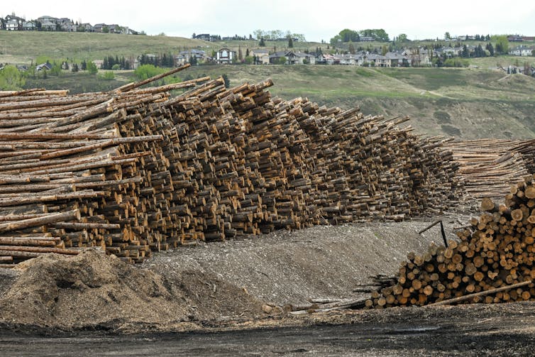 Large piles of cut logs are stacked, with homes visible in the distance.
