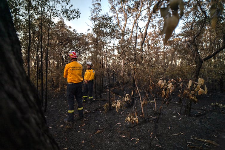 Two men wearing bright yellow firefighter uniforms stand in a burnt out forest.