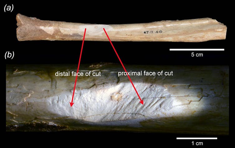 A close-up of a bone with the cracks described clearly visible.