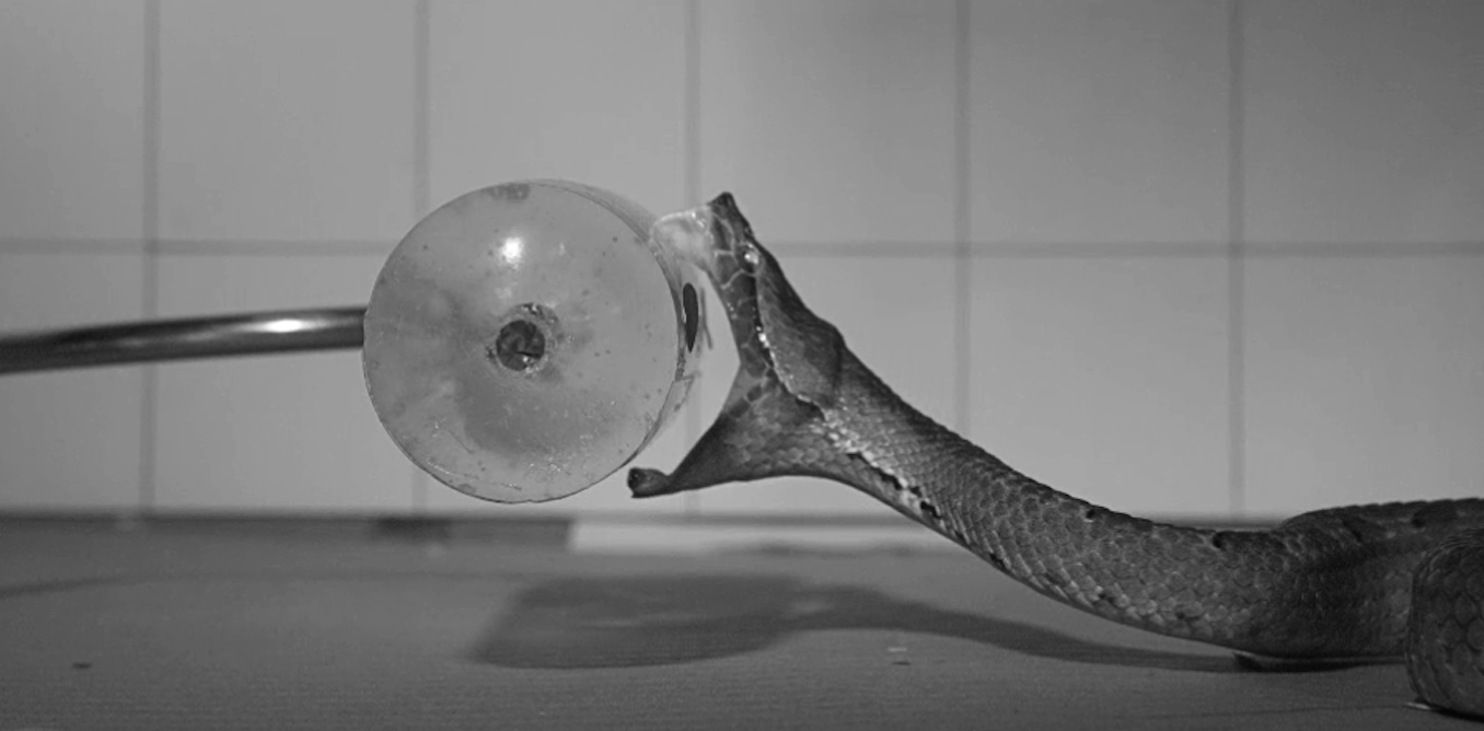 High-tech cameras capture the secrets of venomous snake bites