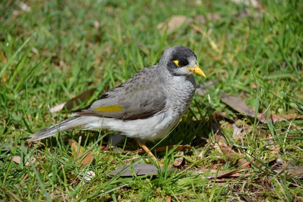 A grey bird with a yellow beak, yellow eyes and yellow patches on its wings. 