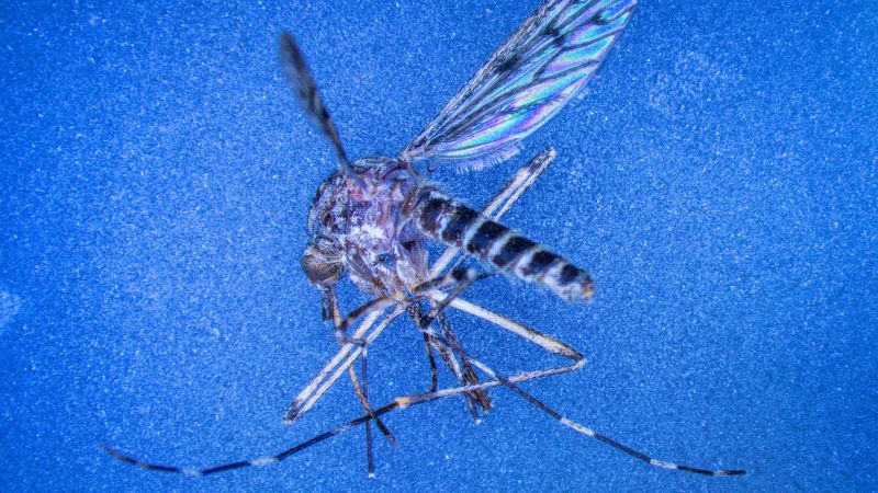 Iceland just found its first mosquitoes