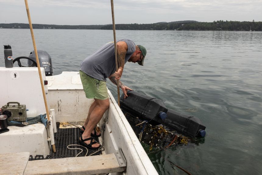 Graham Platner checks an oyster float from the harbor in Sullivan, Maine, on June 25.