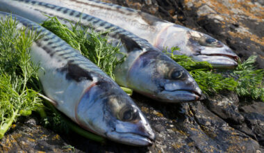 MEP says proposed 70% cut in mackerel quota would ‘threaten livelihoods in rural Ireland’ - The Journal