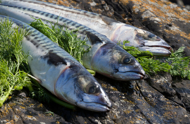 MEP says proposed 70% cut in mackerel quota would ‘threaten livelihoods in rural Ireland’ - The Journal