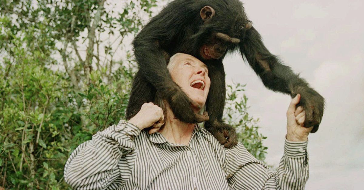 Chimp expert, legendary activist Jane Goodall dies aged 91