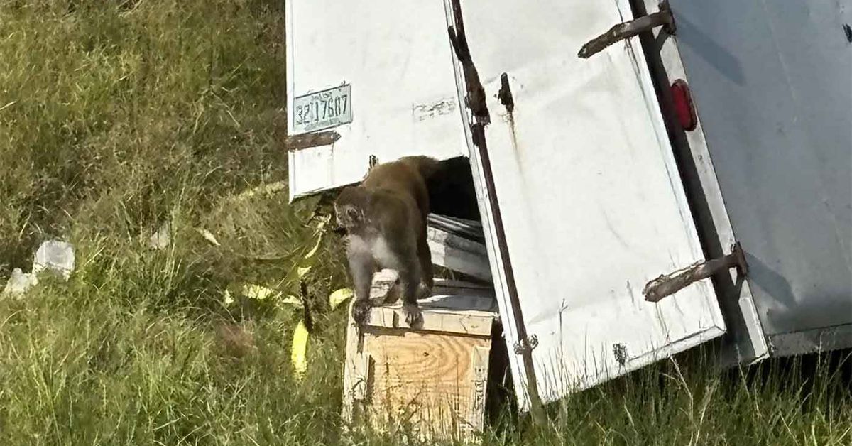 Monkeys that escaped after truck crash 'aggressive', infected with serious diseases