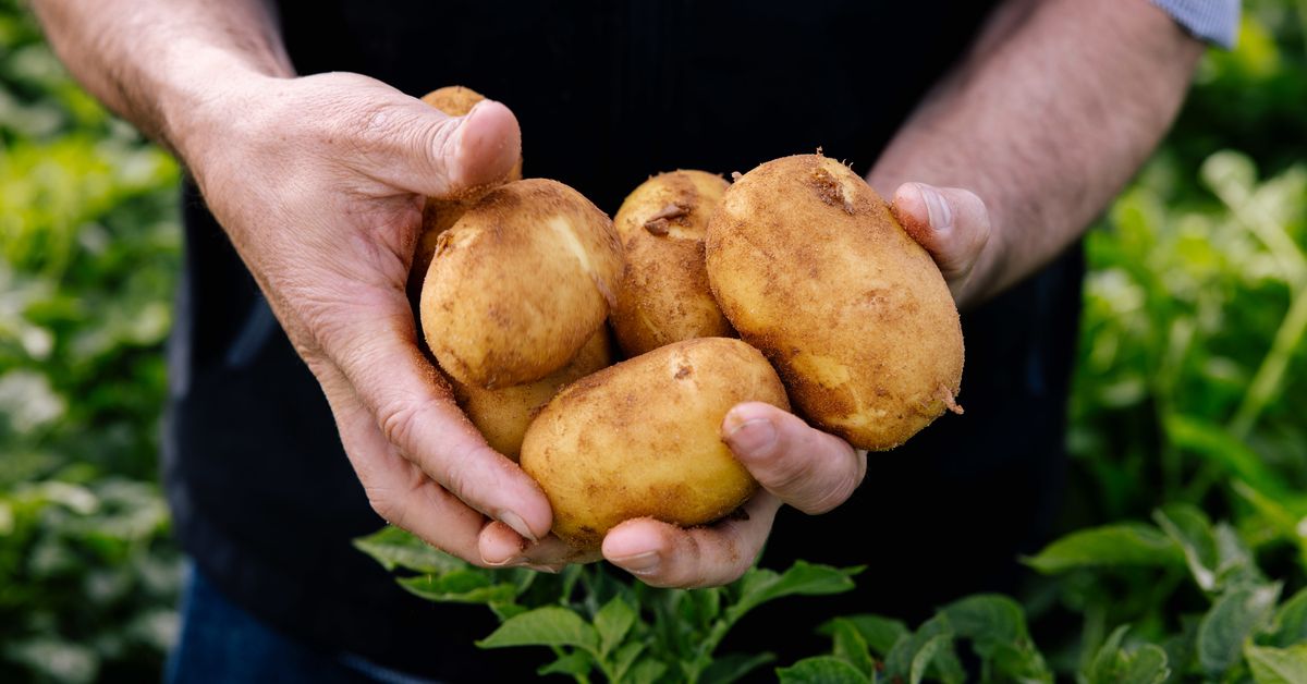 Aussies hit with nationwide potato shortage after 'toughest season' in a decade