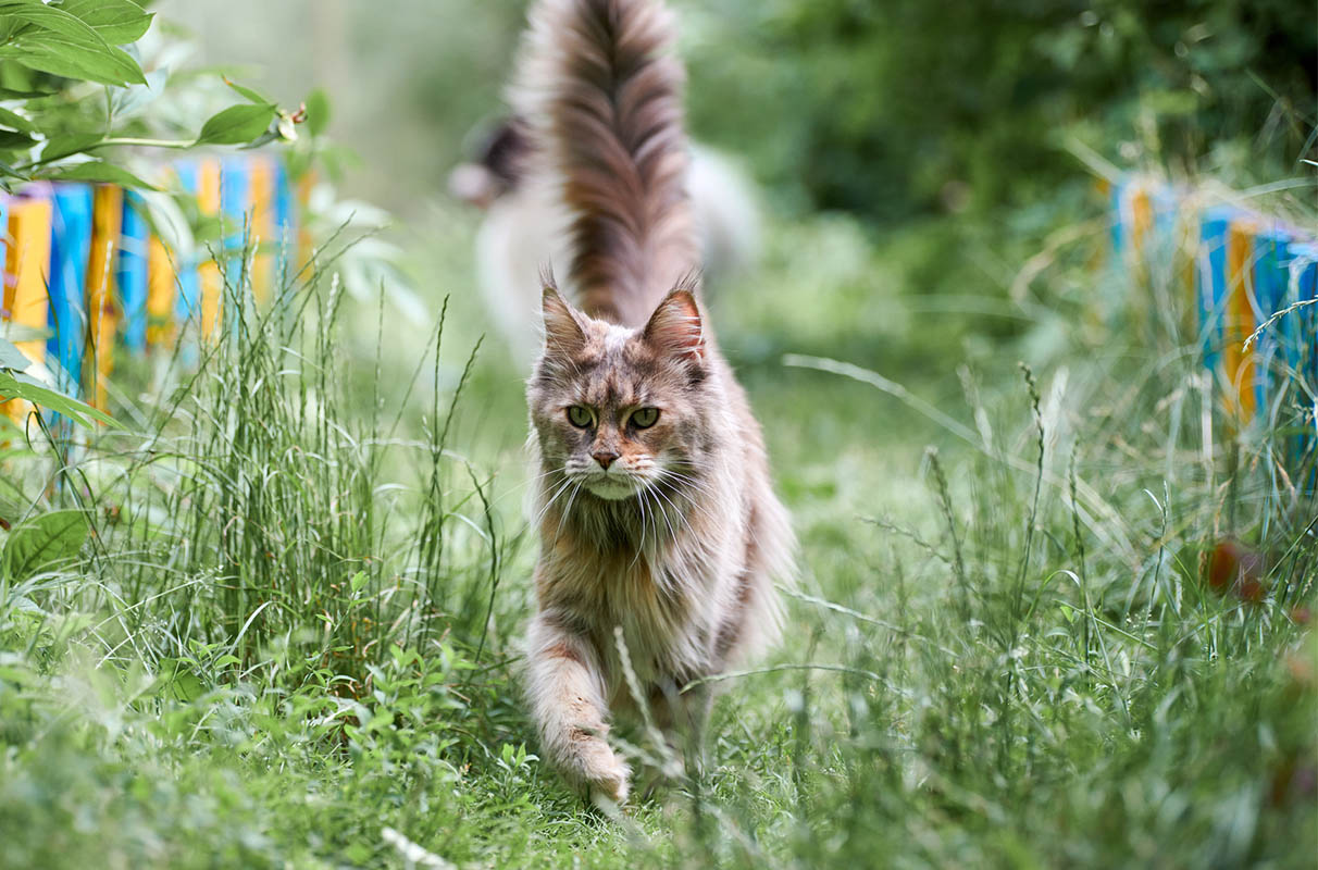 A grey and white long hair Maine coon cat walking in a garden with tall grass.