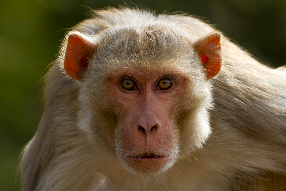 Truck hauling ‘aggressive’ monkeys thought to carry hepatitis C, herpes and Covid overturns in Mississippi with at least one on the loose