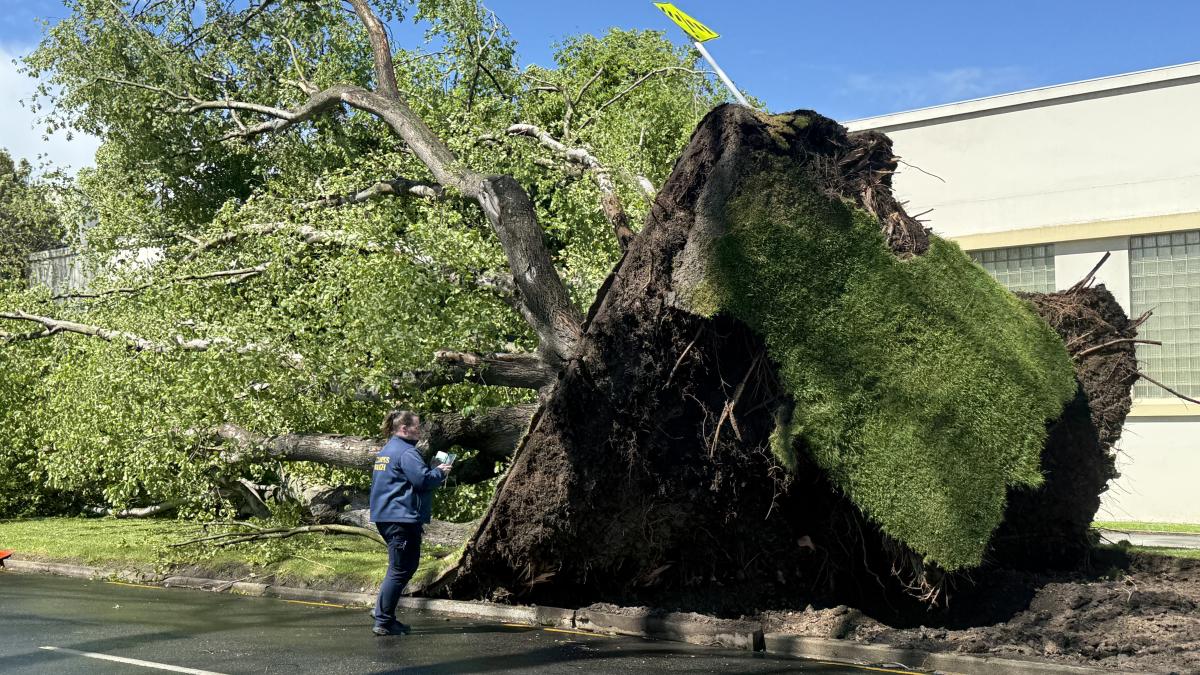 Wild weather topples trees and cuts power