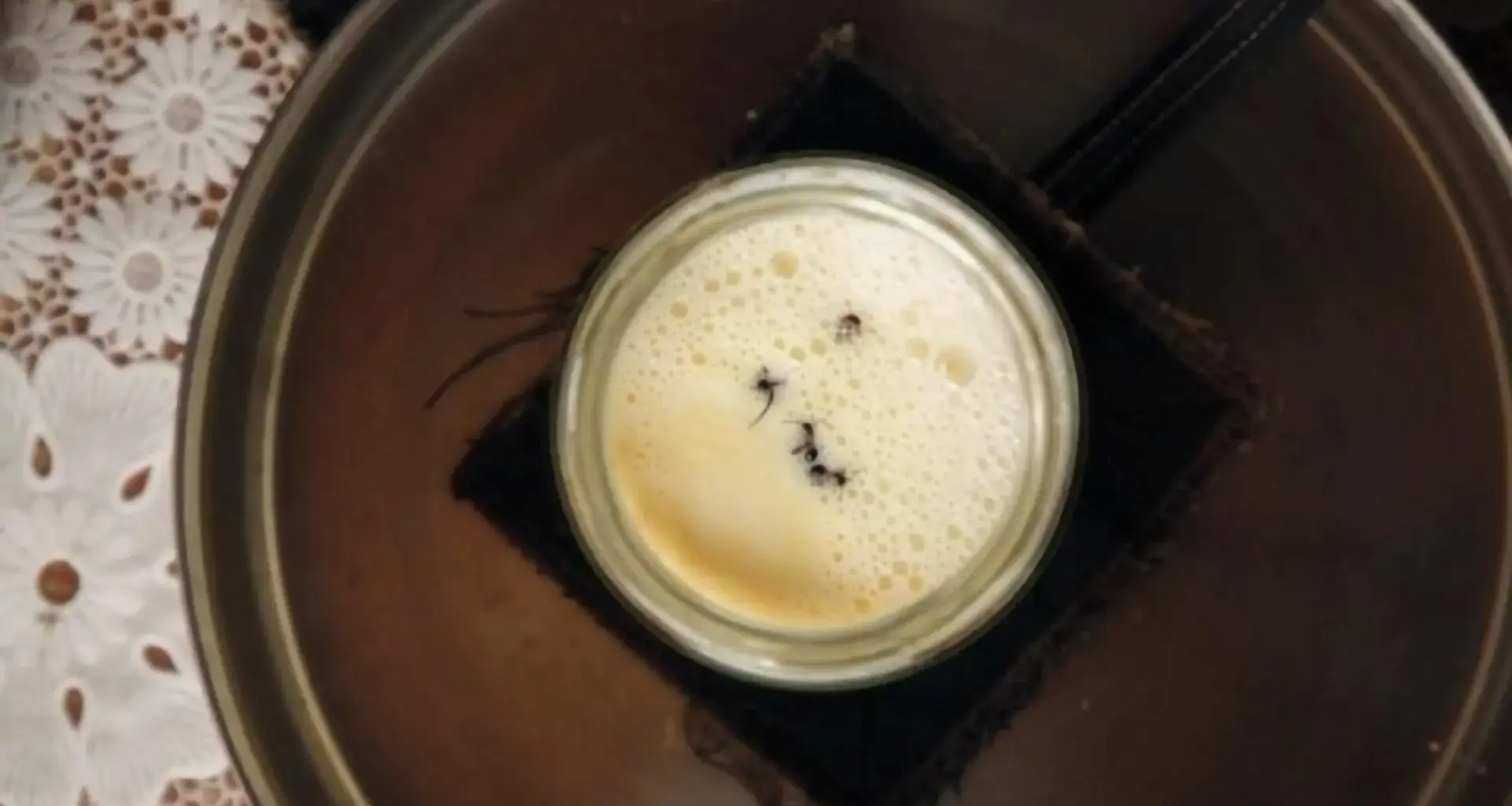 Would you eat yogurt made with ants? Scientists did